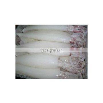 FRESH FROZEN SQUID (U5,U7,U10) FROM ALO SEAFOOD photo-3