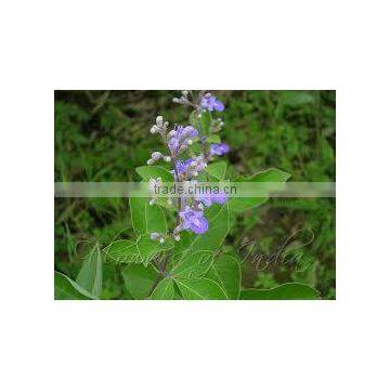 Vitex negundo