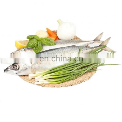 mackerel fish sea frozen pacific mackerel fish prices whole round 300-500 400-600