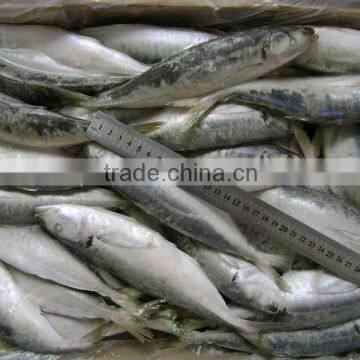 Good Quality Frozen Horse Mackerel for Sale 60-80 pcs