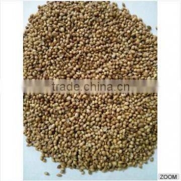 Coriander Seeds photo-2