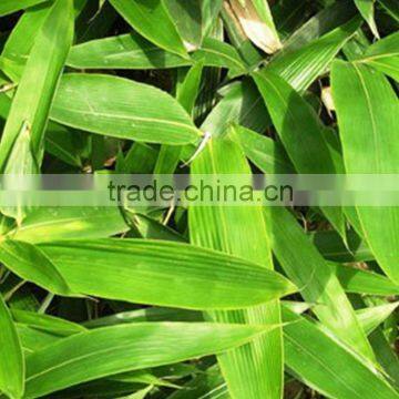 Wide variety antique fresh Broadleaf bamboo dance leaves