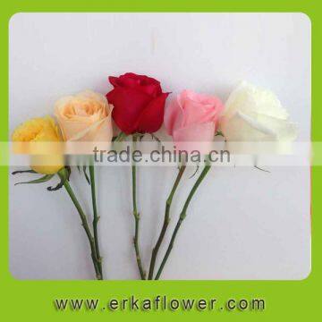  china hot selling high quality fresh cut flowers roses in India