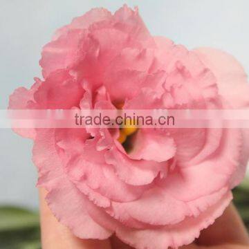 China Hotsell Fresh Cut Flower Eustoma Lisianthus photo-4