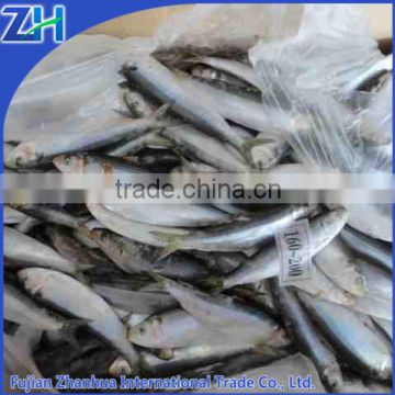 all types of sardine raw material fishes