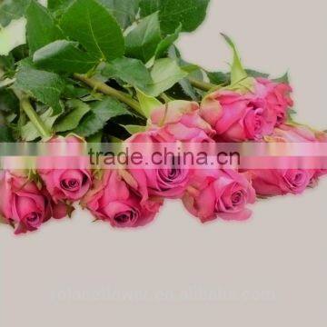 colorful top quality cut fresh violet rose flower