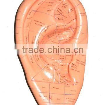 Auricular model/Massage Ear Model-17cm/Acupuncture model/Reflecitve zone ear model