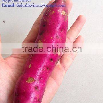 Export fresh sweet potato, good price/ HKVIMEX