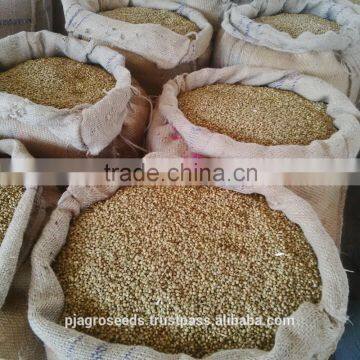 Fresh Coriander photo-2