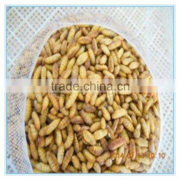 New Season Fresh IQF Frozen Silkworm photo-3