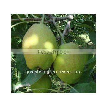 Chinese fragrant pear