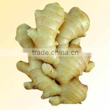 Laiwu 250g fresh ginger 2010