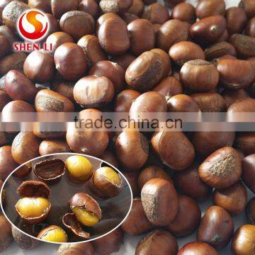 chinese chestnut