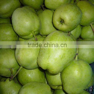 Fresh Early Su Pear Sweet Pear Exporter in China photo-6