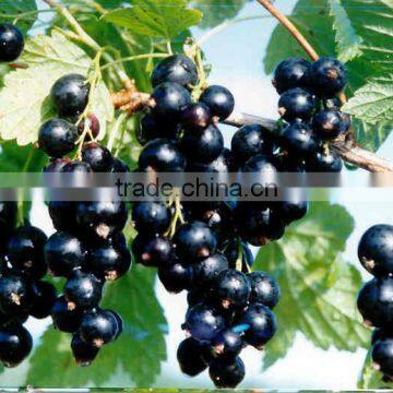 Black Currant P.E.