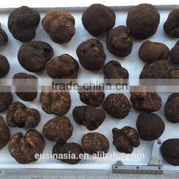 3-5cm fresh truffle fresh tuber indicum