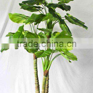 Wholesale outdoor use potted plants