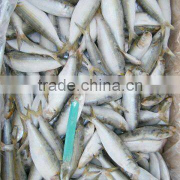 bait of frozen sardine