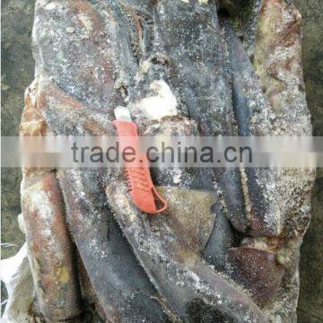 Frozen Peru Squid Wholesale photo-3