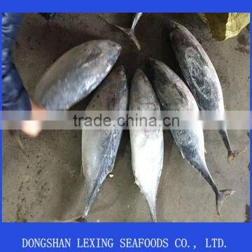 frozen whole round good quality bonito