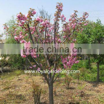 Prunus serrulata landscaping trees