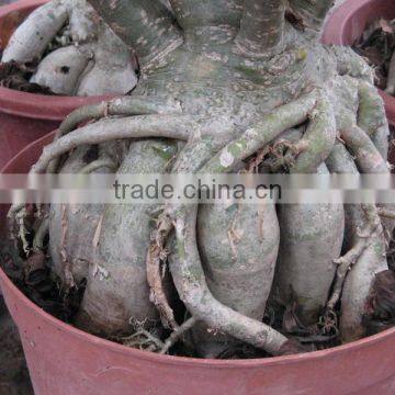 Adenium Obesum Desert Rose photo-5