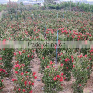 callistemon viminalis callistemon rigidus
