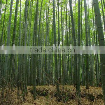 Wide range of USES of bamboo poles