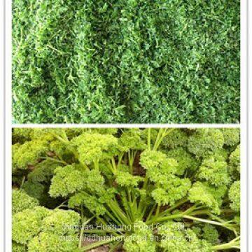 IQF Frozen Parsley photo-2