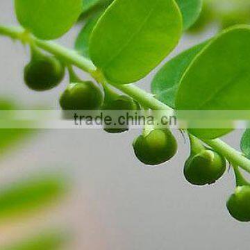 Superior Quality Phyllanthus niruri Powder Sale