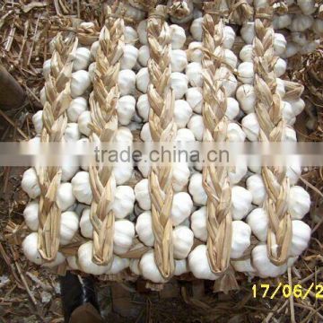 Fresh Chinese Garlic Braid