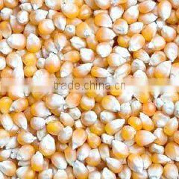 Maize