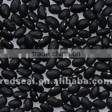 Small Black kidney beans