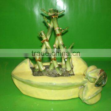 Big Triangle Pyramid Lucky Bamboo Air Bonsai Tree Dracaena Sanderiana Indoor Water Aquatic Plants Nursery Garden Decoration photo-3