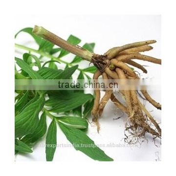 Valerian Essential Oil- Sugandh Bala