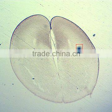 50pcs Box Chick Embryo Prepared Microscope Slides photo-5