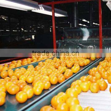 fresh navel orange