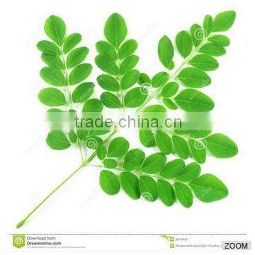 Moringa Leaves