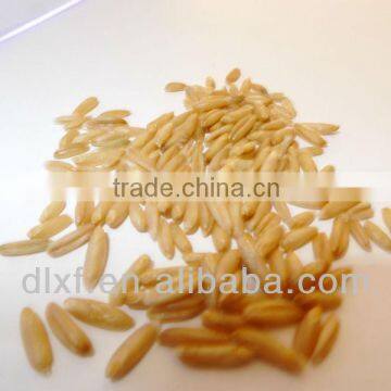 Oat/peeless Oat photo-3