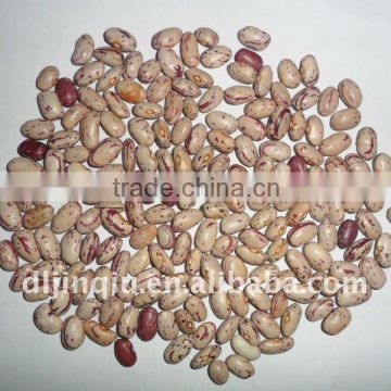 light speckled kidney beans round type