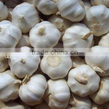 fresh white garlic and red garlic in jinxiang