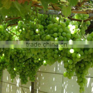 Seeded & seedless grapes