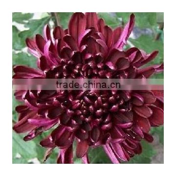 24 Kinds Hot Sale Chrysanthemum Seeds For Growing