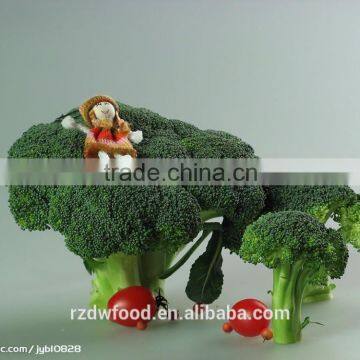 IQF New Crop Frozen Broccoli-2-4cm