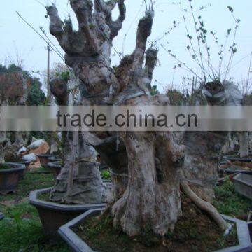 Lagerstroemia Indica L. Bonsai