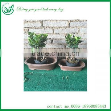 Indoor plants Ficus Ginseng Live Natural Plants