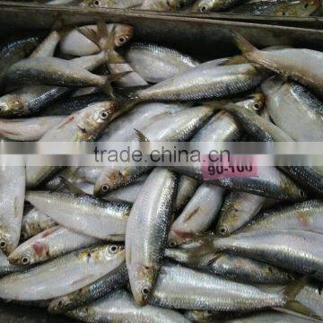 seafood frozen fish sardine canned