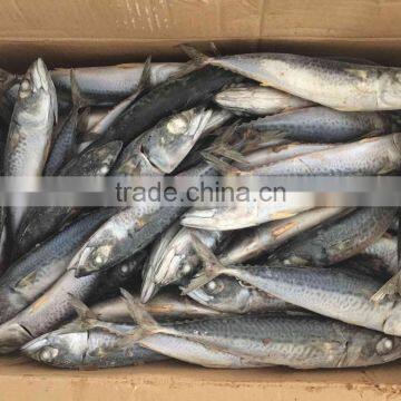 New Arriving Frozen Pacific Mackerel Ice Fish photo-2