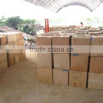 Echinocactus Grusonii in Box Packing photo-3