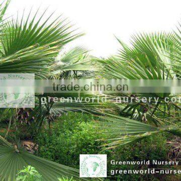 Washingtonia robusta farm